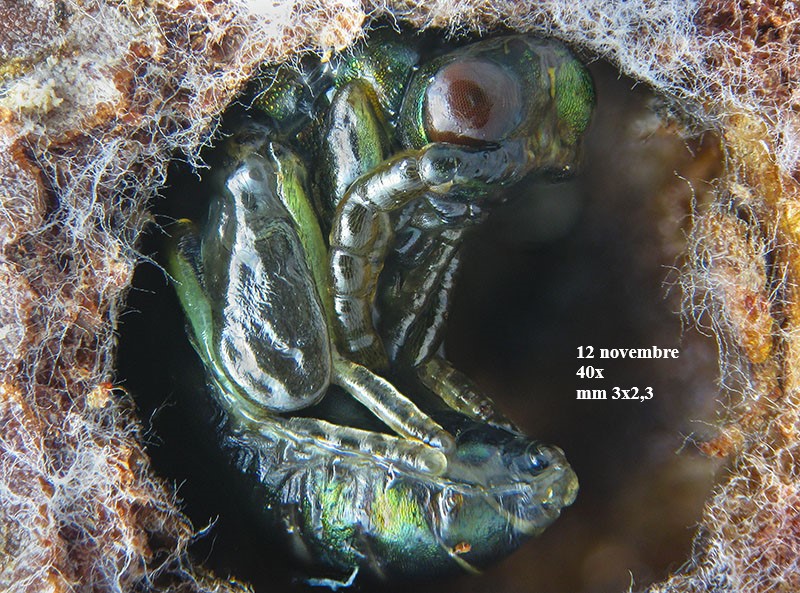 Neuroterus q. b. con parassitoide